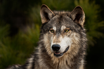 Grey Wolf (Canis lupus) Looks to Slight Left Ears Forward Bottom Teeth Showing