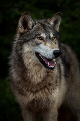 Grey Wolf (Canis lupus) Stands Looking to Slight Right Alert Spring