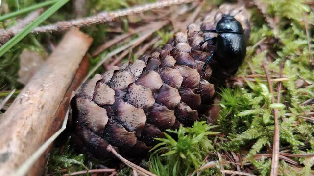A black beetle sitting on top of a pine cone on the ground