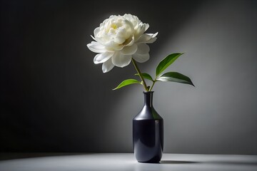 Elegant White Peony in Black Vase &ndash; High Contrast Fashion Editorial Photography