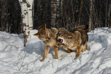 Coyote (Canis latrans) Snaps and Paws at Packmate Winter