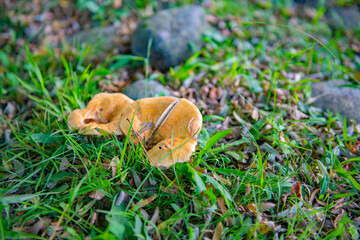 Huge orange two mushrooms growing in a clearing