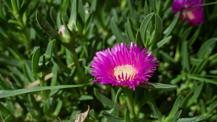Obraz premium Vibrant pink ice plant blooming under bright sunlight in a spanish garden, surrounded by lush green leaves