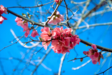 First Pink Drops of Spring