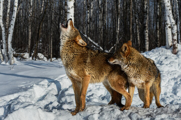 Coyote (Canis latrans) Stands Next to Howling Packmate Winter