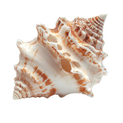 Obraz premium Unique shell with intricate patterns found on a beach near the coast during a sunny day