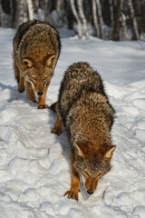 Pair of Coyotes (Canis latrans)  Walk Down Snow Embankment Winter