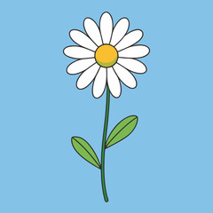 camomile on blue background