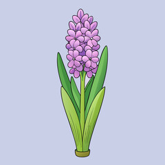 Obraz premium blue hyacinth flower