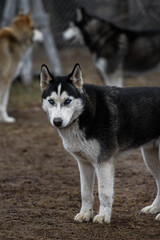 Sled Dog Stands in Yard Looking Out Other Dogs in Background