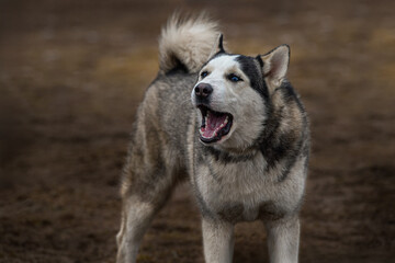 Sled Dog Barks While Standing in Yard