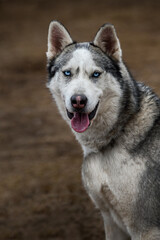 Sled Dog Stares Out Tongue Out