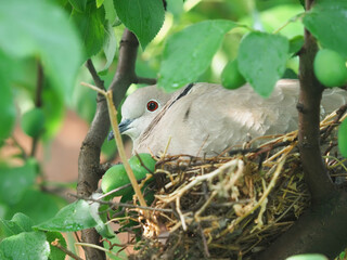 The Eurasian collared dove on the nest, Streptopelia decaocto