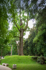 a large exotic tree with a huge trunk in Shekvetili Dendrological Park
