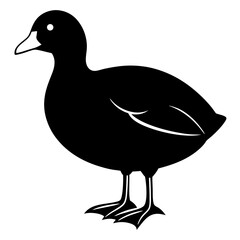 duck isolated on white