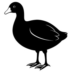duck vector illustration