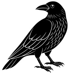 crow on a white background
