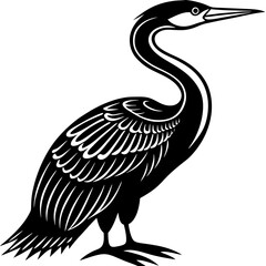 black crowned night heron