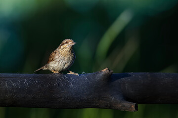 A different species of woodpecker.Nature background. Eurasian Wryneck. Jynx torquilla.