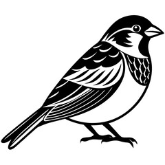bird on a white background