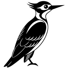 black and white bird