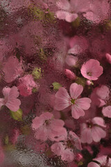 Selective soft focus pink Gypsophila, Vaccaria Flower bouquet through glass with wet water drops....