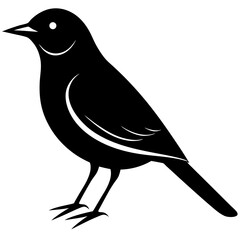 crow on a white background