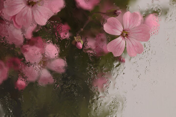 Selective soft focus pink Gypsophila, Vaccaria Flower bouquet through glass with wet water drops....