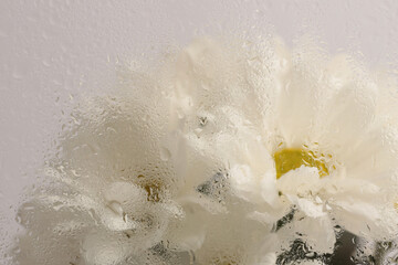Smoke Selective soft focus Chamomile; aster; chrysanthemum Flower bouquet through glass with wet...