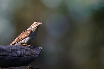 A different species of woodpecker.Nature background. Eurasian Wryneck. Jynx torquilla.