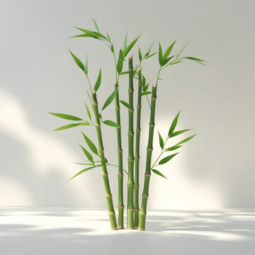 freshly cut tender bamboo shoot with del
