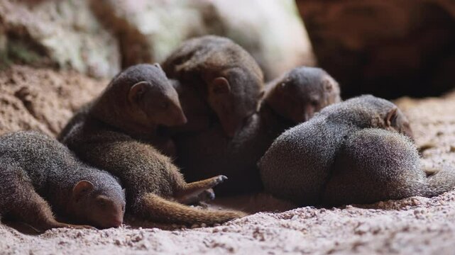 Group of dwarf mongooses cuddle closely together on sandy ground near burrow