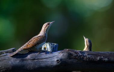 A different species of woodpecker.Nature background. Eurasian Wryneck. Jynx torquilla.
