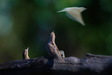 A different species of woodpecker.Nature background. Eurasian Wryneck. Jynx torquilla.