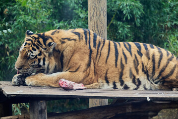 The Siberian tiger or Amur tiger eating quietly