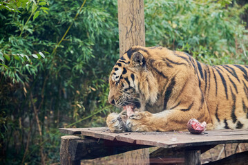 The Siberian tiger or Amur tiger eating quietly