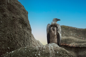 The Eurasian griffon vulture Gyps fulvus standing on a rock
