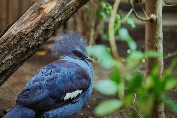 The Victoria crowned pigeon (Goura victoria)