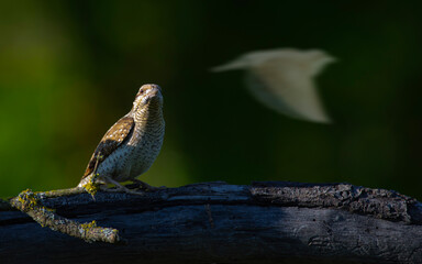 A different species of woodpecker.Nature background. Eurasian Wryneck. Jynx torquilla.