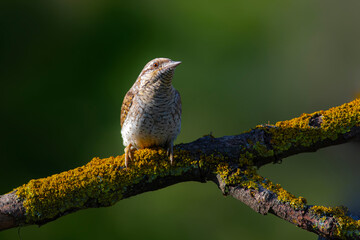 A different species of woodpecker.Nature background. Eurasian Wryneck. Jynx torquilla.