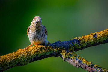 A different species of woodpecker.Nature background. Eurasian Wryneck. Jynx torquilla.
