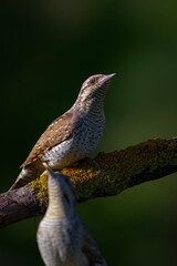 A different species of woodpecker.Nature background. Eurasian Wryneck. Jynx torquilla.