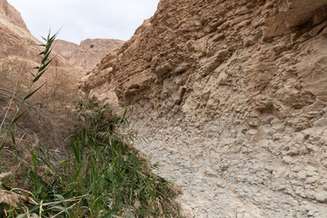 The extraordinary  splendor of a nature in Arugot Stream Nature Reserve near Dead Sea in the southern Israel