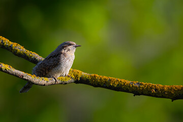 A different species of woodpecker.Nature background. Eurasian Wryneck. Jynx torquilla.