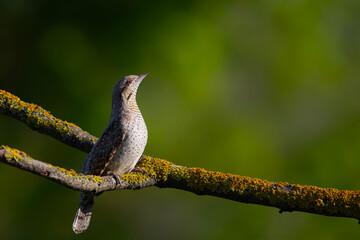 A different species of woodpecker.Nature background. Eurasian Wryneck. Jynx torquilla.