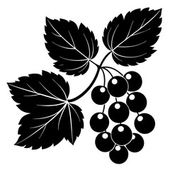black grapes vector illustration