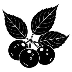 black currant berries