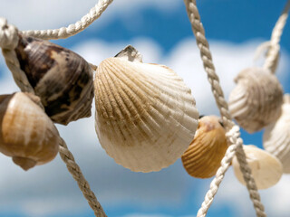 A close-up of various shells hung on a textured net, highlighting their unique patterns and natural beauty.