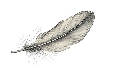 Elegant delicate feather line art displayed on transparent background suitable for sophisticated design, calm aesthetics, and nature-inspired art