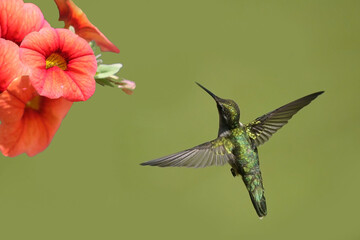 Ruby Throated Hummingbirds and spring flowers
